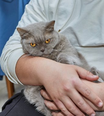 Sevimli bir İngiliz leylak kedisine yakın çekim rahat bir ev ortamında şefkatle tutularak evcil hayvan ve sahibi arasındaki sevgi ve sevgiyi gösteriyor..