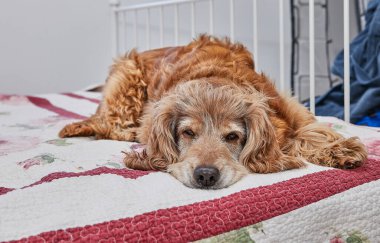 Sevimli kırmızı Cocker Spaniel köpeği, üzgün bir ifadeyle rahat bir yatakta uzanıyor, evcil hayvan arkadaşlığı ve duygusallık için iç açıcı bir sahne oluşturuyor..