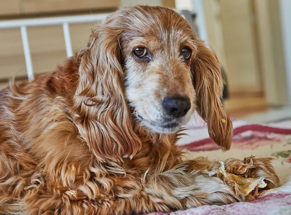 Şirin kırmızı Cocker Spaniel köpeği rahat bir yatakta yatarken domuz kulağı ikramının tadını çıkarıyor. Şirin köpek, neşeli ve enerjik doğasını sergileyerek, atıştırmalıklara düşkündür..