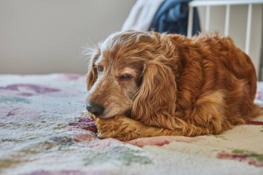 Tatlı kırmızı bir Cocker Spaniel köpeği rahat bir yatakta uzanıp domuz kulağı yemenin tadını çıkarıyor. Şirin köpek, neşeli ve enerjik doğasını sergileyerek, atıştırmalıklara düşkündür..