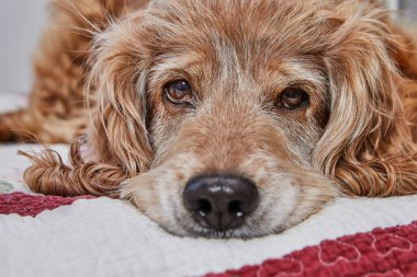 Sevimli kırmızı Cocker Spaniel köpeği, üzgün bir ifadeyle rahat bir yatakta uzanıyor, evcil hayvan arkadaşlığı ve duygusallık için iç açıcı bir sahne oluşturuyor..
