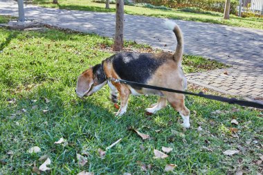 Beagle enjoys a leisurely walk in a green park. The dog looks content in a beautiful nature surrounded by lush green grass. clipart