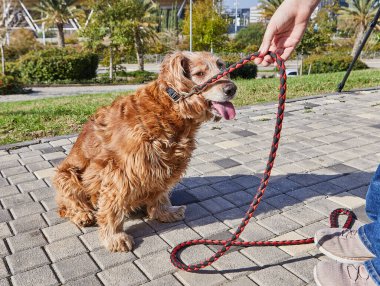 Güzel Amerikan Cocker Spaniel, sahibi onu sevgiyle beslerken yeşil bir parkta rahatça dolaşmaktan zevk alıyor. Köpek, yemyeşil çimlerle çevrili güzel açık havada mutlu görünüyor..