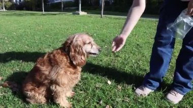 Sevimli Amerikan Cocker Spaniel, keyifli bir yürüyüş sırasında elinizden gelen lezzetli ödülle ödüllendirilirken parktaki yeşil çimlerde coşkuyla zıplıyor..