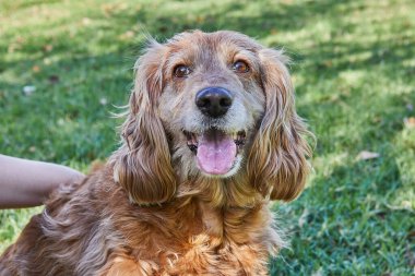 Güzel Amerikan Cocker Spaniel, sahibi onu sevgiyle beslerken yeşil bir parkta rahatça dolaşmaktan zevk alıyor. Köpek, yemyeşil çimlerle çevrili güzel açık havada mutlu görünüyor..