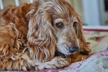 Tatlı kırmızı bir Cocker Spaniel köpeği rahat bir yatakta uzanıp domuz kulağı yemenin tadını çıkarıyor. Şirin köpek, neşeli ve enerjik doğasını sergileyerek, atıştırmalıklara düşkündür..