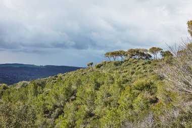 Hayfa, İsrail 'deki Carmel Dağı' nın yamaçlarından çarpıcı bir panoramik çekim, çeşitli kozalaklı ve yaprak döken ağaçları dramatik bir fırtına bulutu zeminine karşı sergiliyor..