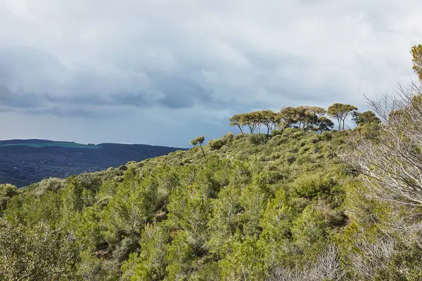 Hayfa, İsrail 'deki Carmel Dağı' nın yamaçlarından çarpıcı bir panoramik çekim, çeşitli kozalaklı ve yaprak döken ağaçları dramatik bir fırtına bulutu zeminine karşı sergiliyor..