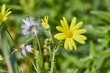 Yeşil çimlerin arka planında açan yabani çiçekler, bahar.