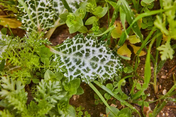 A macro photograph showing a terrestrial plant with white spots on its leaves, creating a unique pattern in the vegetation. This groundcover adds interest to the greenery