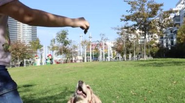 Sevimli Amerikan Cocker Spaniel, keyifli bir yürüyüş sırasında elinizden gelen lezzetli ödülle ödüllendirilirken parktaki yeşil çimlerde coşkuyla zıplıyor..