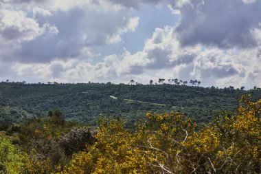 Yeşil tepelerin huzurlu bir görüntüsü ve tüylü beyaz bulutlu mavi bir gökyüzü. Canlı renkler ve yemyeşil bitkiler tepeleri kaplıyor. Geçmişleri ya da seyahat broşürleri için mükemmel..