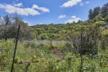 Resmedilmeye değer doğal bir manzara berrak mavi bir gökyüzünün altında, bembeyaz bulutlarla sürüklenen yemyeşil çimenler sergiliyor.