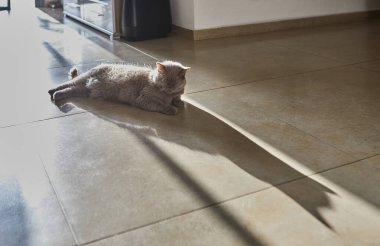 Bir Felidae kedisi bir odanın içindeki ahşap zeminde uzanıyor. Bu küçük ve orta büyüklükteki etoburun kuyruğu, asfalt yol yüzeyindeki vahşi bir kedi gibi zarifçe kıvrılır.