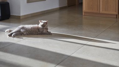 Bir Felidae kedisi bir odanın içindeki ahşap zeminde uzanıyor. Bu küçük ve orta büyüklükteki etoburun kuyruğu, asfalt yol yüzeyindeki vahşi bir kedi gibi zarifçe kıvrılır.