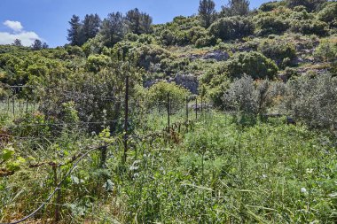 Resmedilmeye değer doğal bir manzara berrak mavi bir gökyüzünün altında, bembeyaz bulutlarla sürüklenen yemyeşil çimenler sergiliyor.