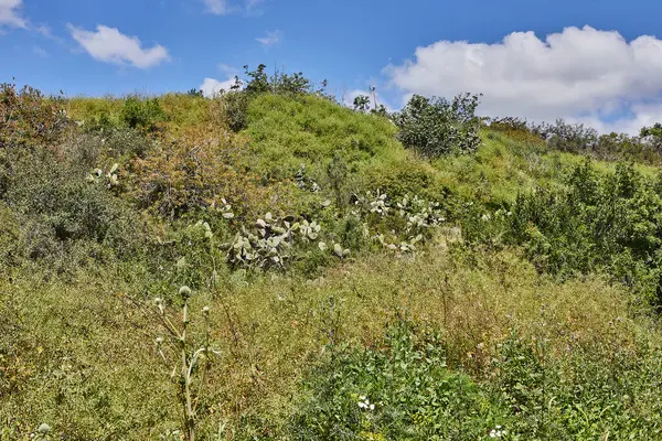 Живописный Природный Пейзаж Демонстрирующий Поле Пышной Зеленой Травы Ясным Голубым — стоковое фото