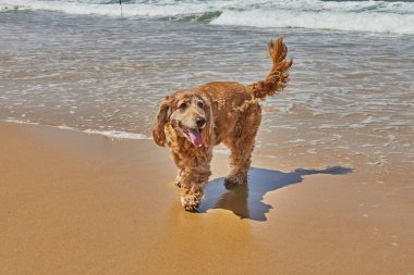 Bir İngiliz cocker spaniel, bir köpek cinsi, deniz kenarında kumlu bir sahilde eğleniyor. Su köpeği dalgaların ve güneşin tadını çıkarıyor.