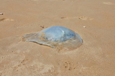 A blue jellyfish washed up on the seashore in the sand. clipart