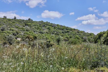 Resmedilmeye değer doğal bir manzara berrak mavi bir gökyüzünün altında, bembeyaz bulutlarla sürüklenen yemyeşil çimenler sergiliyor.