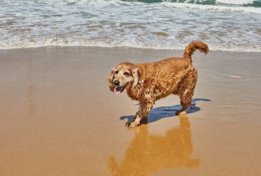 Bir İngiliz cocker spaniel, bir köpek cinsi, deniz kenarında kumlu bir sahilde eğleniyor. Su köpeği dalgaların ve güneşin tadını çıkarıyor.