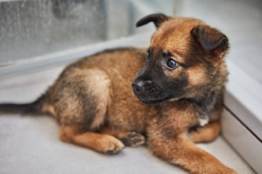 Kapalı bir yerde oturan sevimli kahverengi köpek yavrusu, meraklı ve biraz endişeli görünüyor, cam kapının yanında..