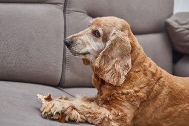 İngiliz Cocker Spaniel köpeği gri bir kanepede uzanıyor, mutlu bir şekilde domuzun kulağını çiğniyor, tatmin oluyor ve rahatlıyor..