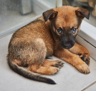 Kapalı bir yerde oturan sevimli kahverengi köpek yavrusu, meraklı ve biraz endişeli görünüyor, cam kapının yanında..