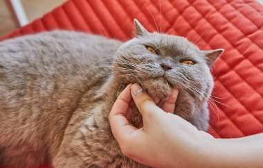 Gri bir İngiliz Shorthair kedisinin çenesini hafifçe kaşıyan bir el, mutlu ve mutlu görünüyor, kırmızı bir kanepede yatıyor..