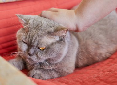 Bir el nazikçe huysuz görünümlü bir İngiliz Shorthair kedisini besliyor kırmızı bir kanepede dinleniyor, turuncu gözleri parlıyor..