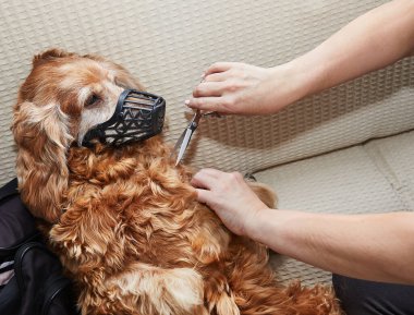 Bir köpek, makasla tımar edilirken sakince ağzında bir ağızlıkla uzanır. Güvenlik için rahat bir tımar ortamı gösterir..
