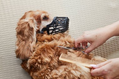 Bir köpek, bir tarak ve makas kullanarak tımar edilir bir ağızlık takarken, emniyet ve temizliği sağlar..