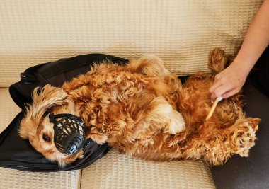 Yumuşak bir köpek bir kanepede yatar, bir ağızlık takar, düzenli bir görünüm için makasla nazik bir bakım seansı alır..