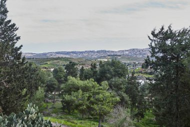 Vadiyi gören uzun çam ağaçlarıyla kaplı orman yamacı yeşillik ve uzak manzaraların manzarasını sunuyor..