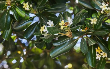 Bir bal arısı, koyu yeşil yaprakların arasında beyaz ve sarı çiçeklerden nektar toplar ve doğadaki tozlaşmayı ön plana çıkarır..