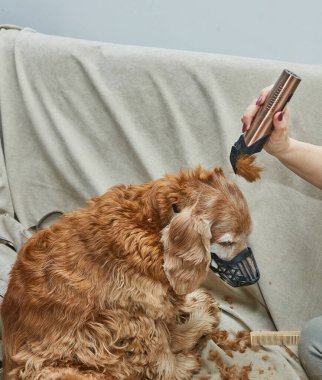 Tüyleri budanmış kahverengi bir köpek koltukta otururken bir tımarcı saç kesme makinesiyle saçını bitiriyor..
