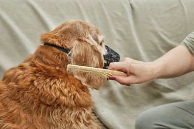 Bir tımarcı, tımar sırasında kahverengi bir köpeğin kulak kürkünü nazikçe tarar, güvenlik ağızlığıyla hayvanı hareketsiz tutar..