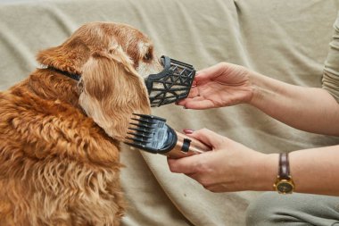 Bir tımarcı, güvenlik ve kontrol için ağzını nazikçe tutarken kahverengi bir köpeğin yüzünü makasla kesmeye hazırlanır..