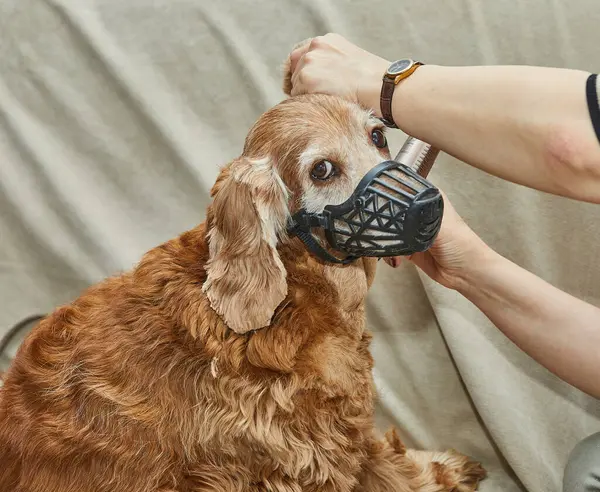 Bir tımarcı, kahverengi bir köpeğin kafa kıllarını budarken, evcil hayvan da profesyonel tımar prosedürü sırasında güvenlik için ağızlık takar..