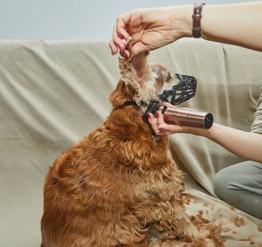 Tıraş makinesi elektrikli makas kullanarak bir köpeğin kulağını kaldırırken, köpek ağızlık içindeki sakinliğini koruyor..