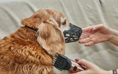 Bir tımarcı, güvenlik ve kontrol için ağzını nazikçe tutarken kahverengi bir köpeğin yüzünü makasla kesmeye hazırlanır..