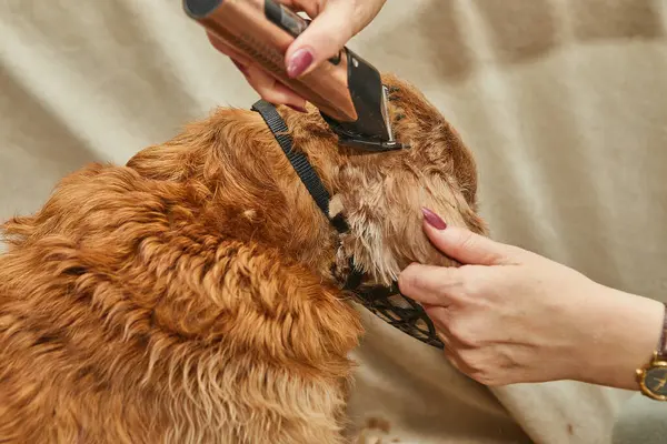 Tüyleri budanmış kahverengi bir köpek koltukta otururken bir tımarcı saç kesme makinesiyle saçını bitiriyor..