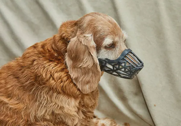 Ağızlık takan yeni tımarlanmış kahverengi bir köpek, profesyonel bir tımar seansından sonra yumuşak bir yüzeye sakince oturur..