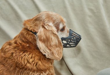 Kanepede elektrikli makasla tımarlanan köpek, kontrol edilen hayvan bakımı ve bakım ekipmanları sergileniyor..