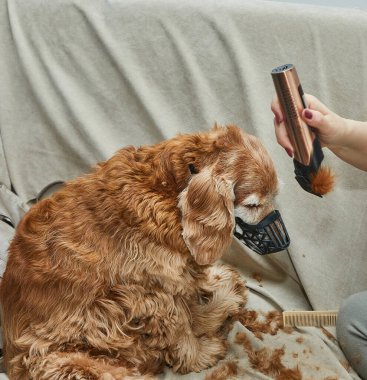 Köpek sessizce otururken tımarcı tıraş makinesiyle kulak kıllarını kesiyor. Etkili bir hayvan bakımı ve temizliği gösteriyor..