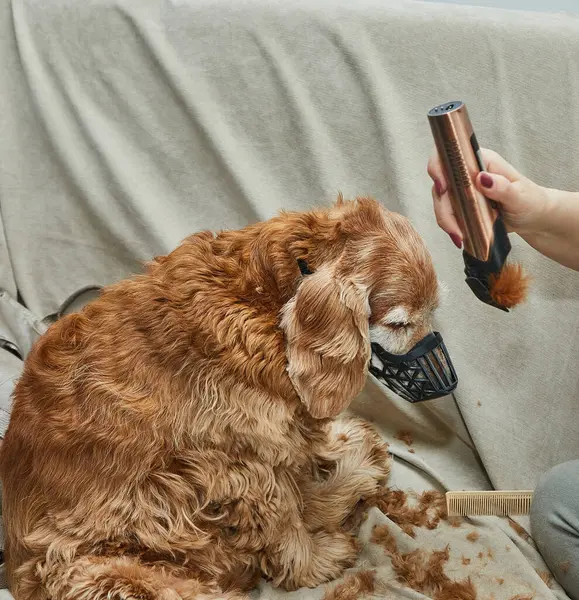 Köpek sessizce otururken tımarcı tıraş makinesiyle kulak kıllarını kesiyor. Etkili bir hayvan bakımı ve temizliği gösteriyor..