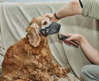 Ağızlıklı altın bir köpek, makasıyla tıraş olurken sakin bir şekilde kanepede oturur ve evcil hayvan tımar sürecini gözler önüne serer..