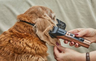 Bakım sırasında köpek kulağını makasla keserken dikkatli olun, dikkatli olun ve evcil hayvan hijyenine dikkat edin..