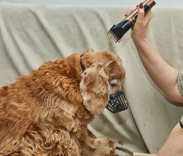 Köpek kulağının elektrikli makasla tımar edilişi, güvenli teknik ve titiz bir bakım gösteriyor..