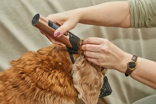 Tıraşlı kulaklı altın köpek tımar seansından sonra koltuğa oturur, görünüşünü gösterir ve kürk kalıntılarını toplar..